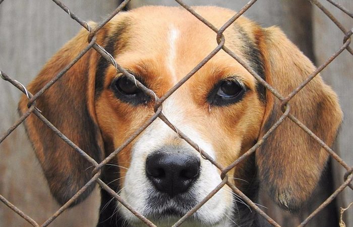 Maltratar animales es un delito penal: una guía para denunciarlo